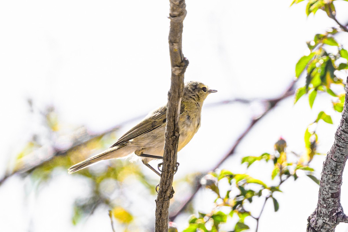 Iberian Chiffchaff - ML620699595