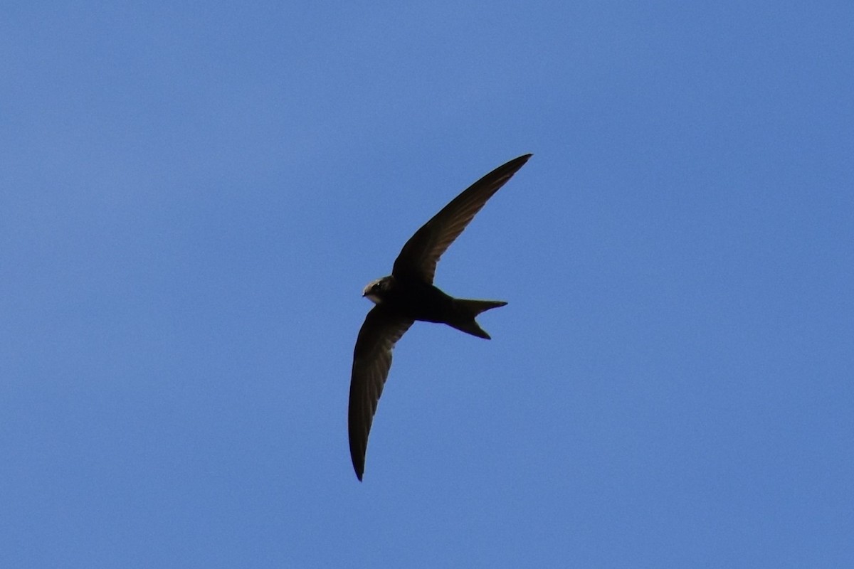 Common Swift - José Ángel Antúnez