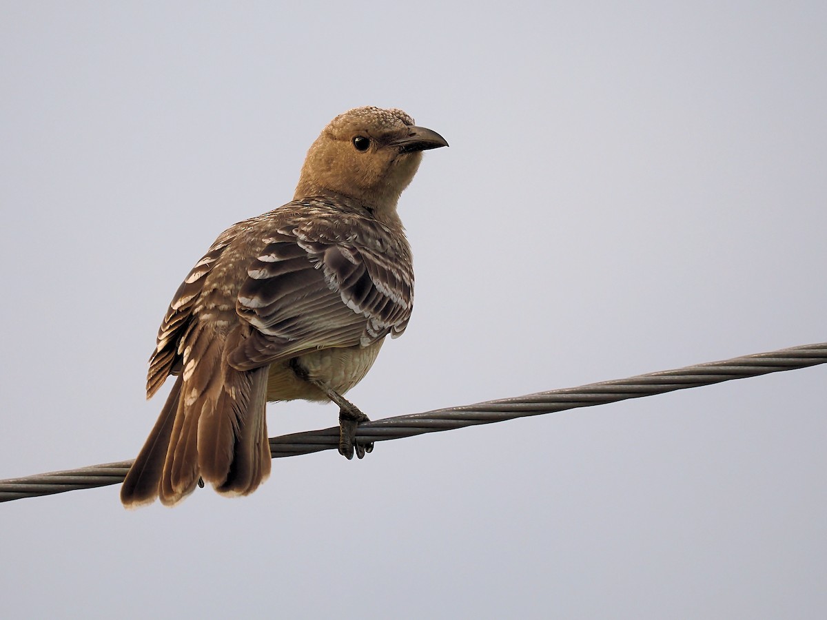 Great Bowerbird - ML620699597