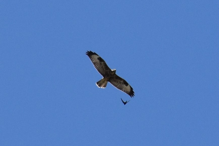 Common Buzzard - ML620699599