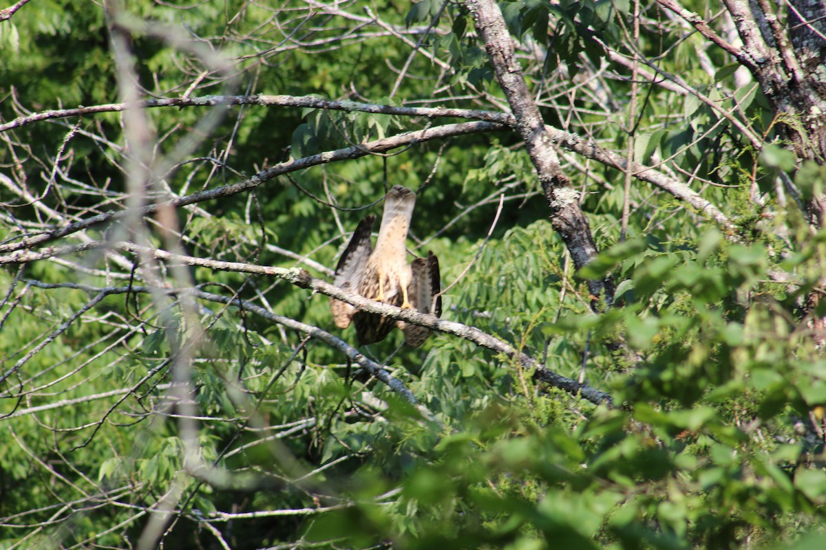 Red-shouldered Hawk - ML620699600