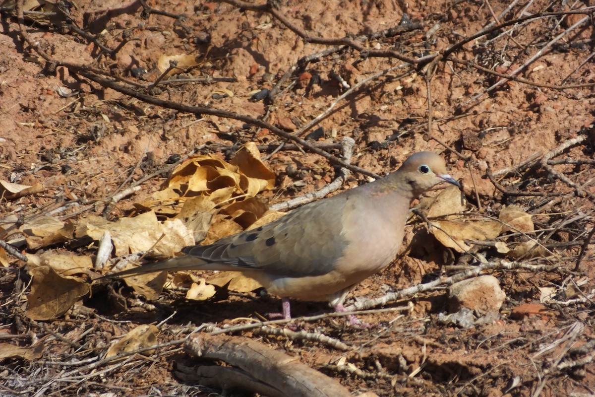 Mourning Dove - ML620699603