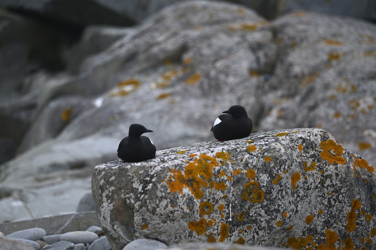 Black Guillemot - ML620699605