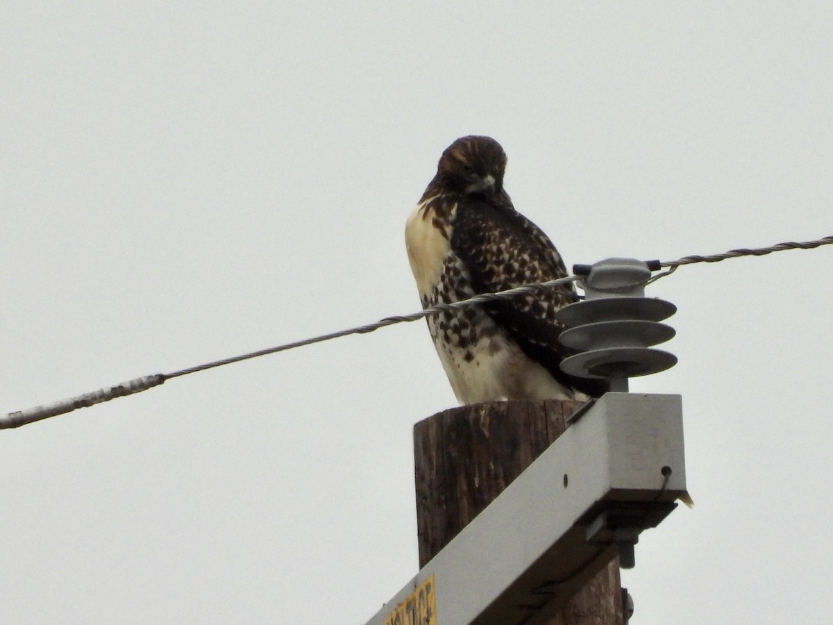 Red-tailed Hawk - ML620699611