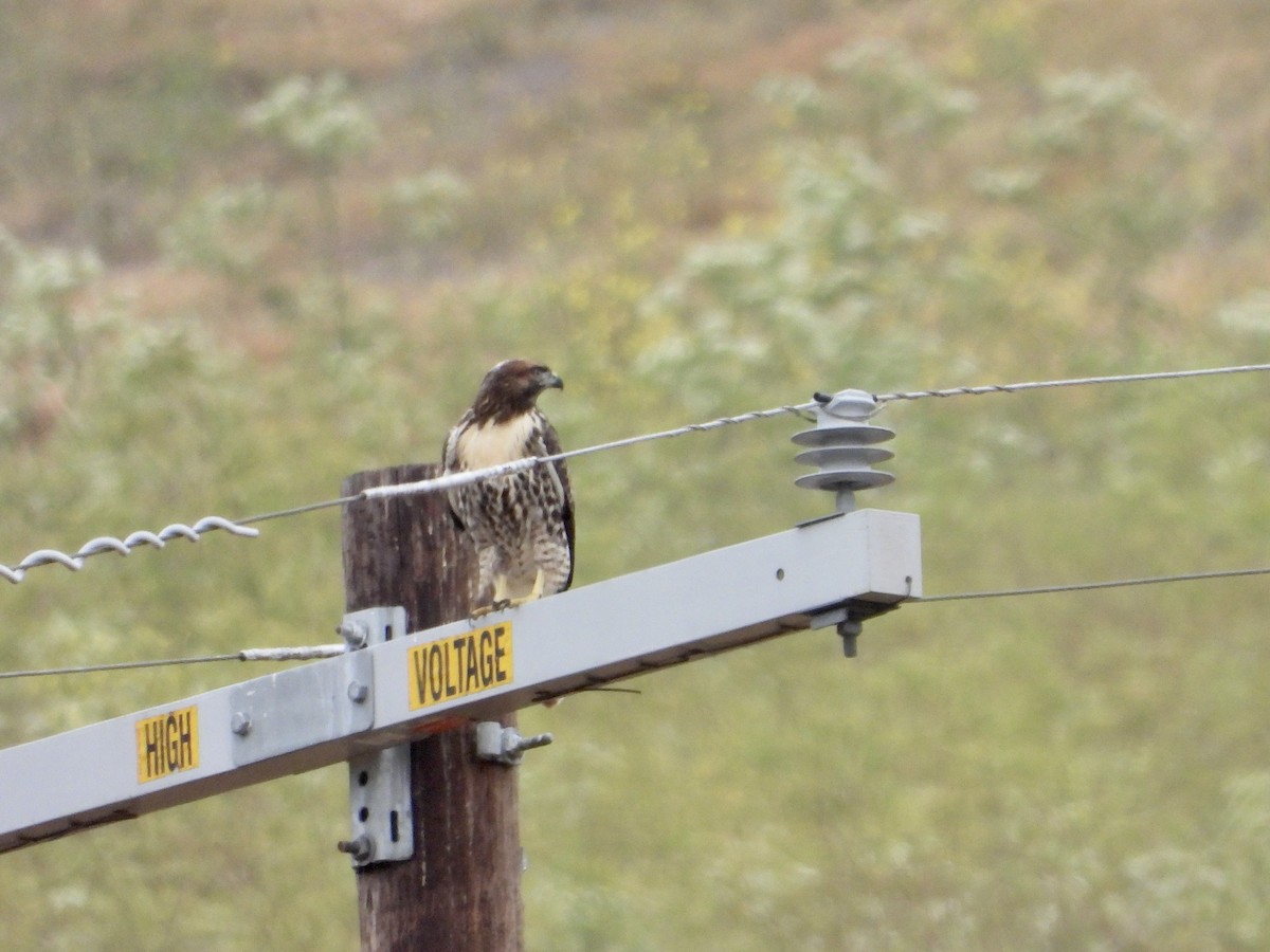 Red-tailed Hawk - ML620699612