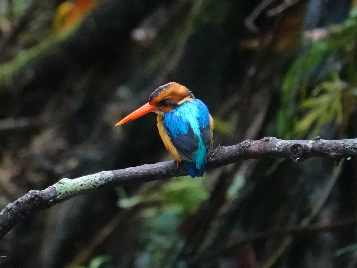 Manus Dwarf-Kingfisher - ML620699618