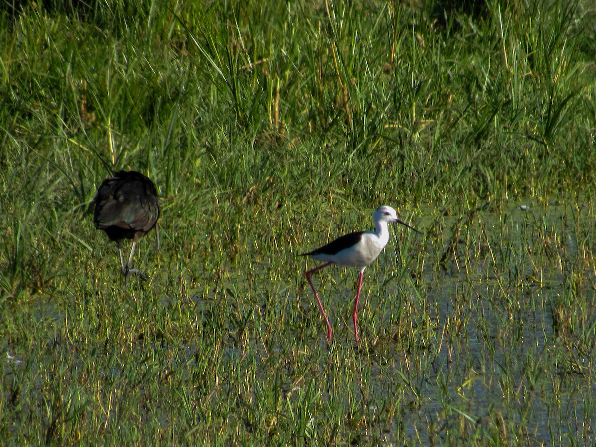 Black-winged Stilt - ML620699620