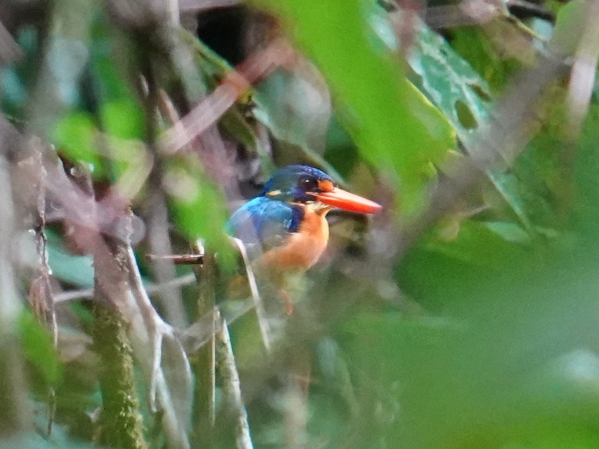 Martin-pêcheur de Manus - ML620699621