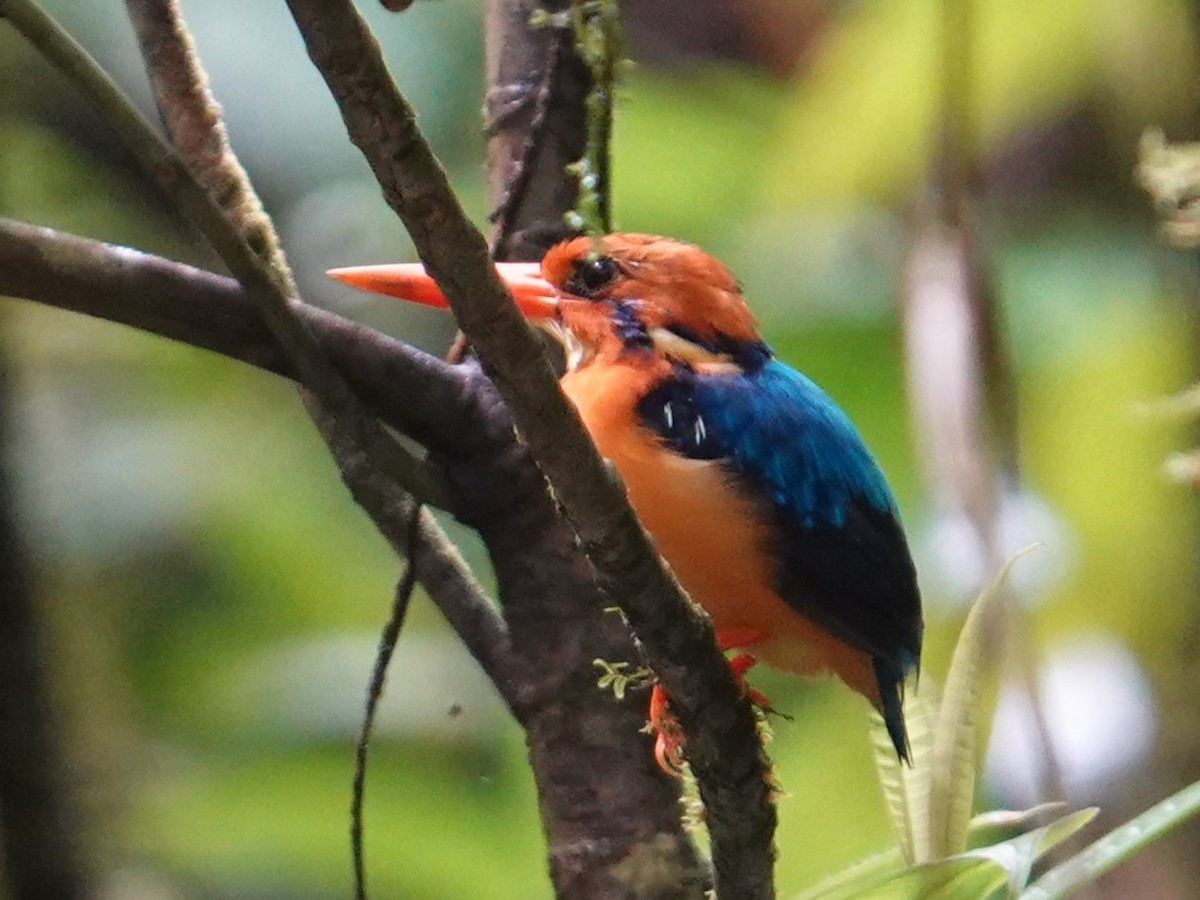 Manus Dwarf-Kingfisher - Steve Kornfeld