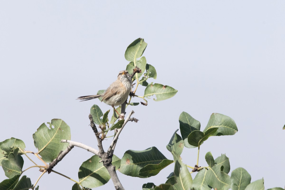 Prinia Desértica - ML620699624