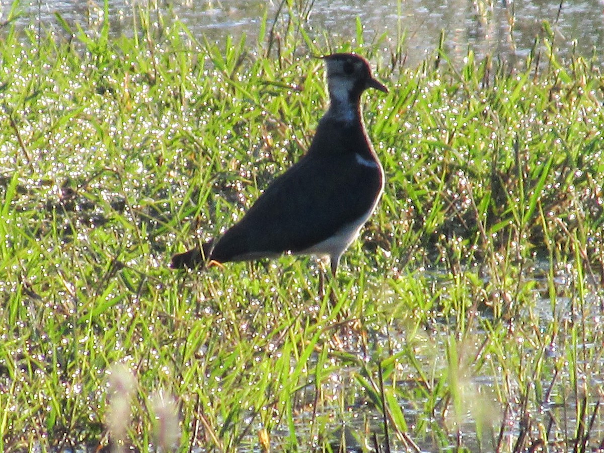 Northern Lapwing - ML620699630