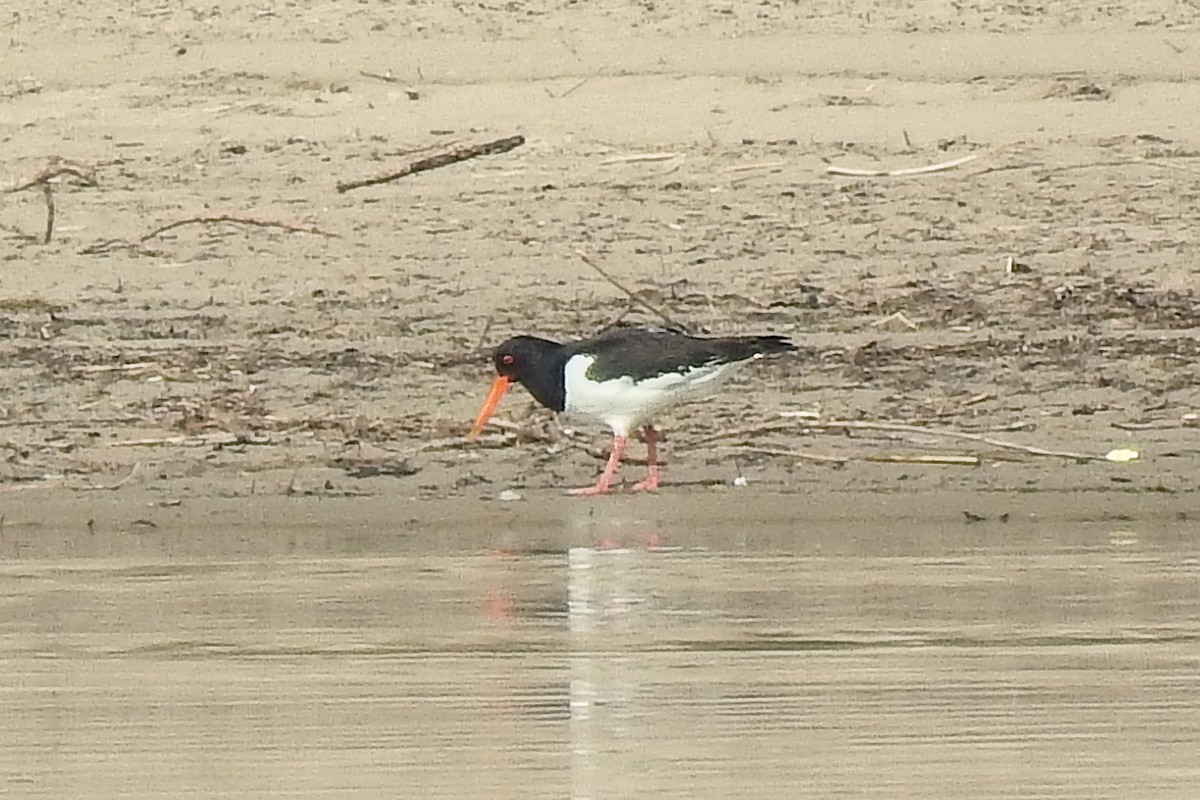 Eurasian Oystercatcher - ML620699631