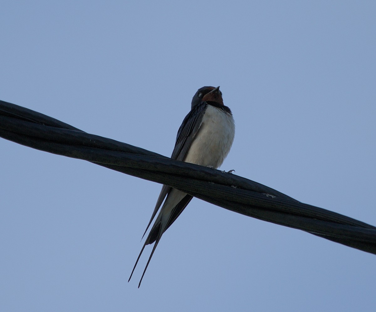 Barn Swallow (White-bellied) - ML620699632