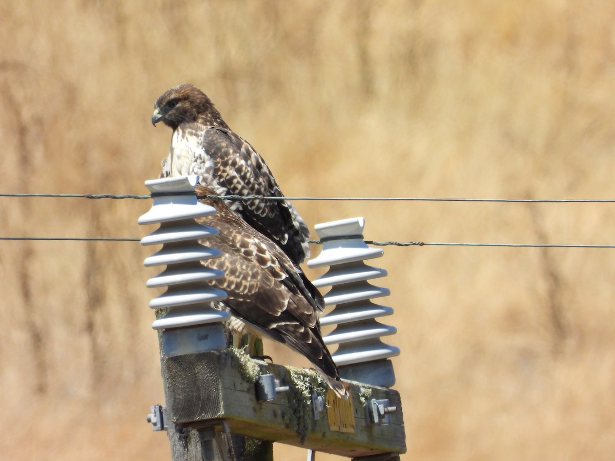 Red-tailed Hawk - ML620699633