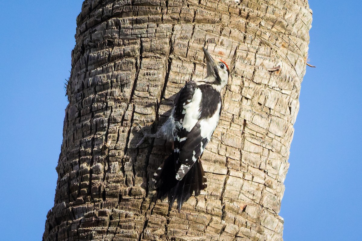 Syrian Woodpecker - ML620699634