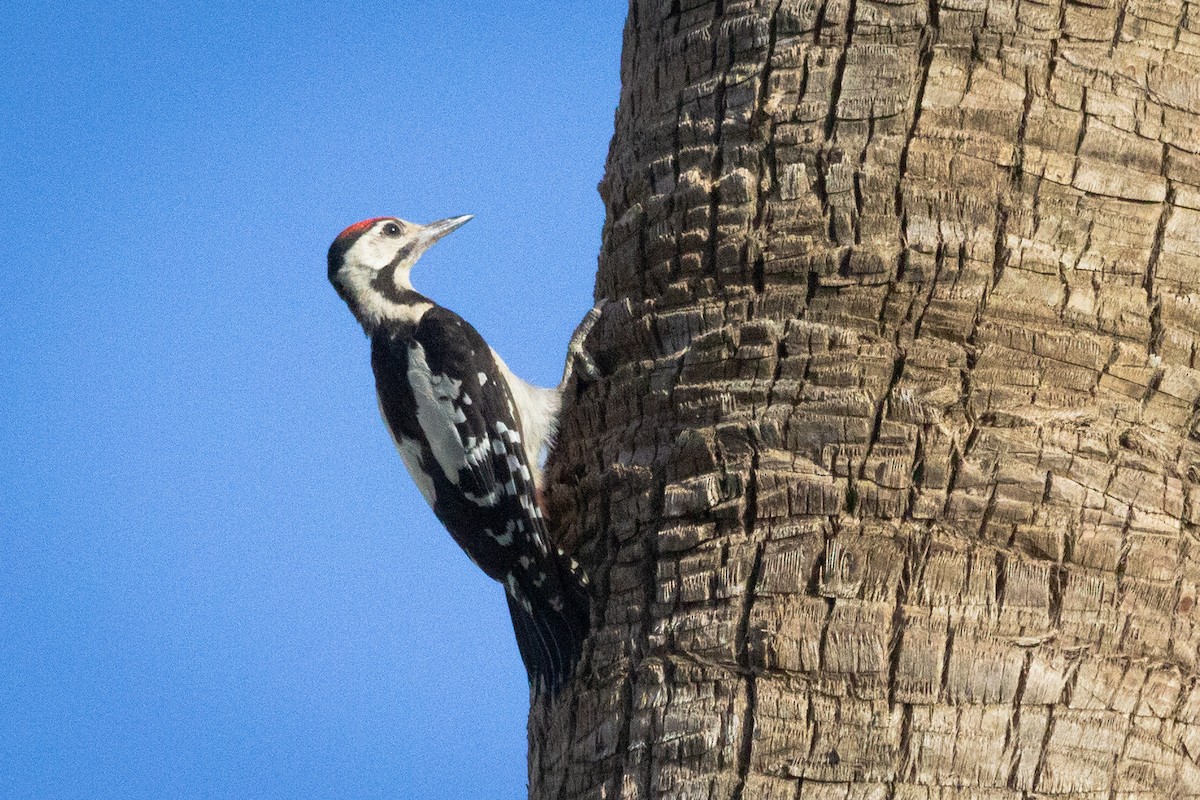 Syrian Woodpecker - ML620699637