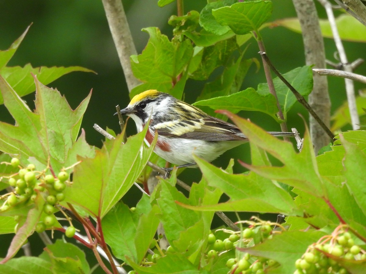 Chestnut-sided Warbler - ML620699639