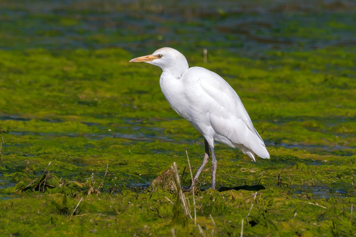 Чапля єгипетська (підвид ibis) - ML620699640