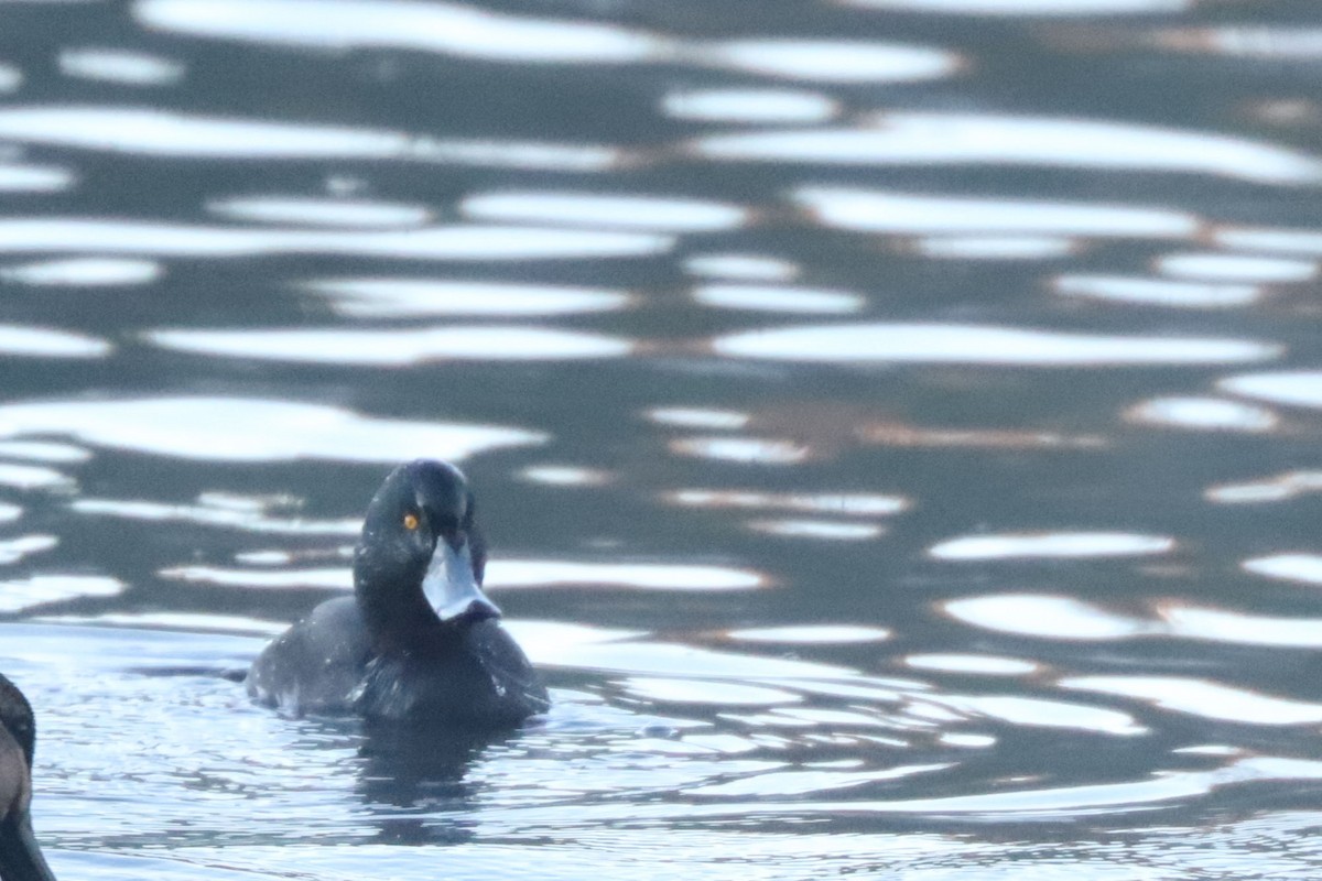 New Zealand Scaup - ML620699643