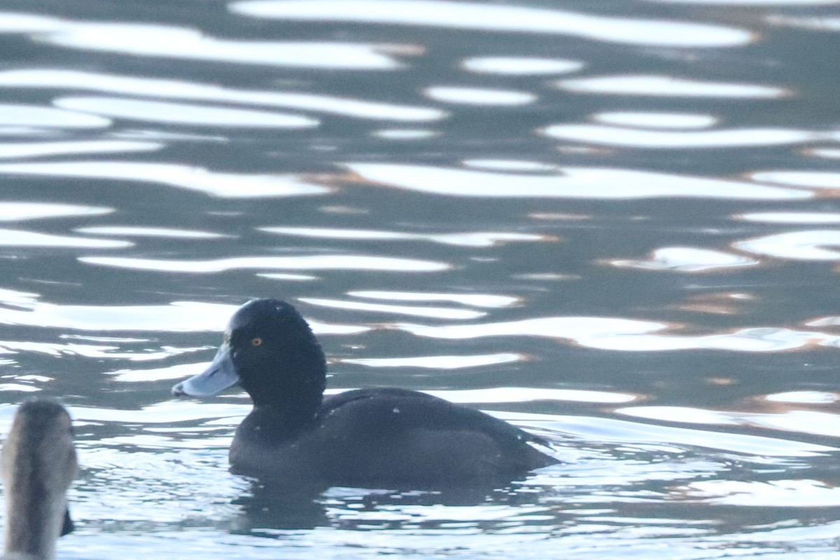 New Zealand Scaup - ML620699644