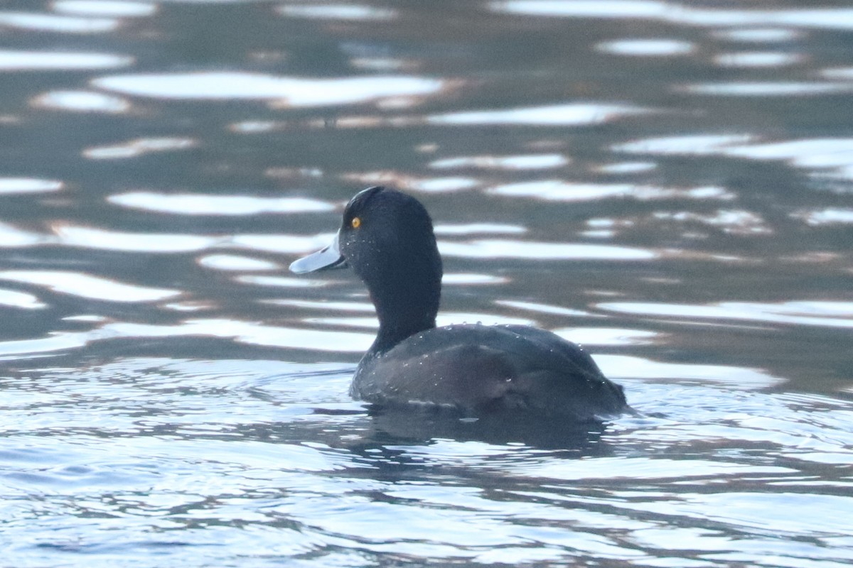 New Zealand Scaup - ML620699645