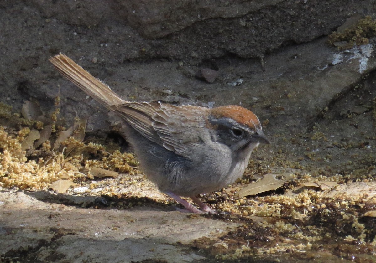 Rufous-crowned Sparrow - ML620699647