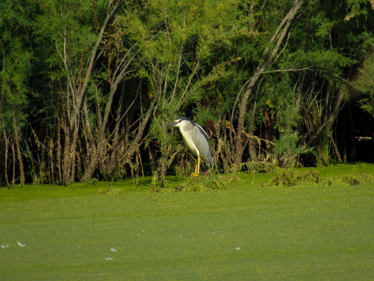 Black-crowned Night Heron - ML620699650