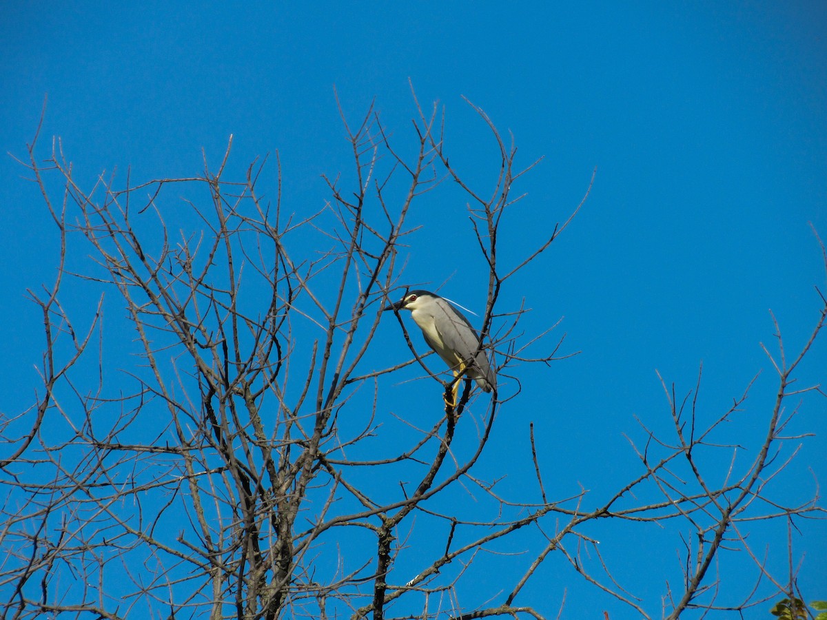 Black-crowned Night Heron - ML620699651