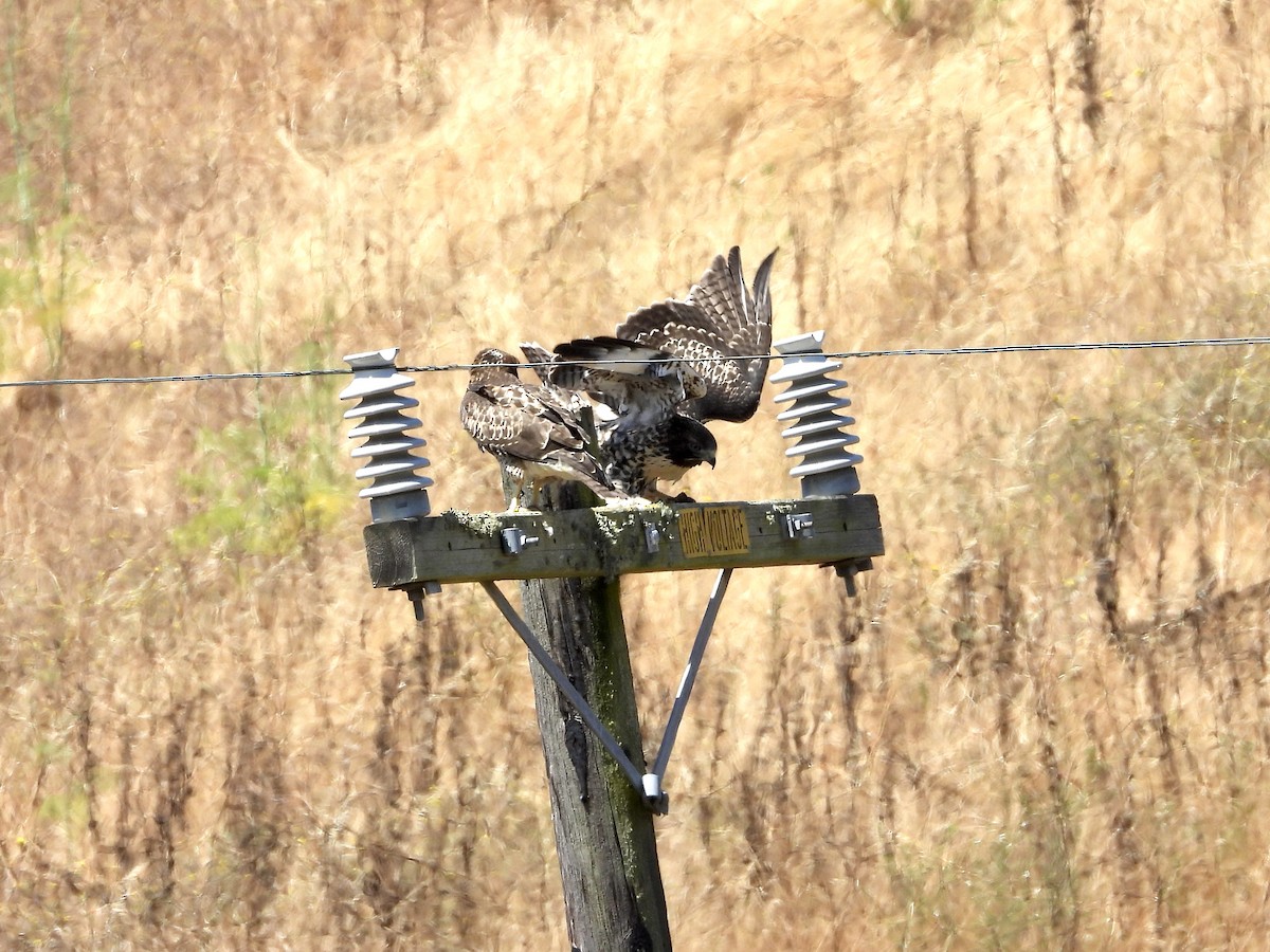 Red-tailed Hawk - ML620699652