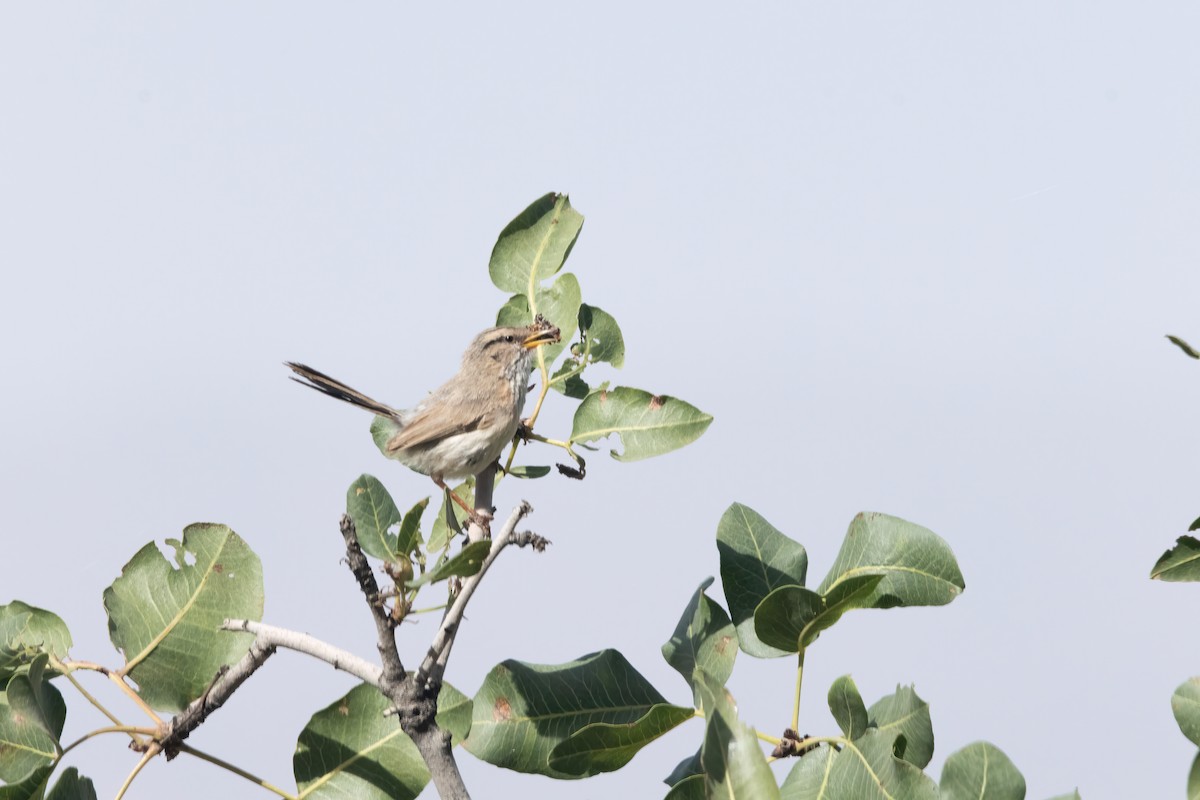 Scrub Warbler - ML620699653