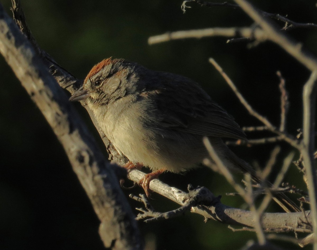 Rufous-crowned Sparrow - ML620699654