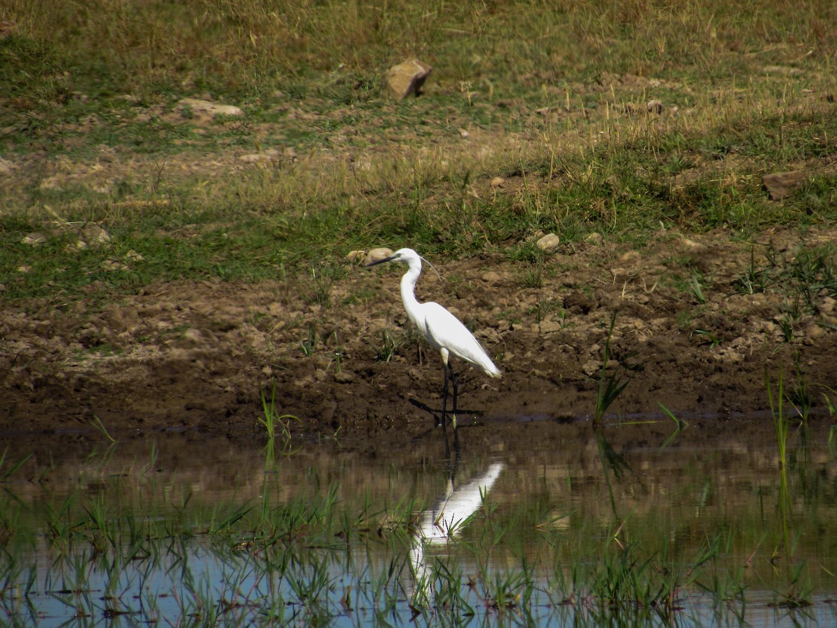 Little Egret - ML620699658