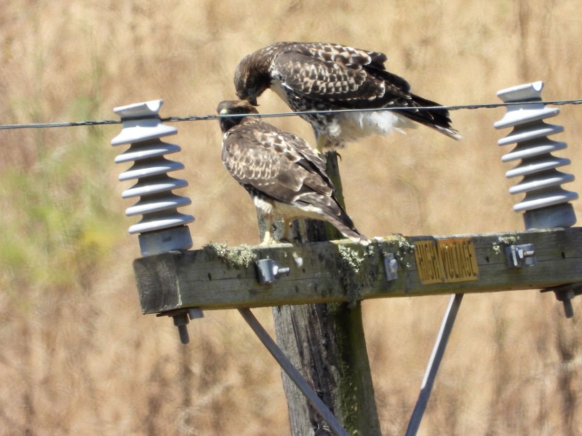 Red-tailed Hawk - ML620699659