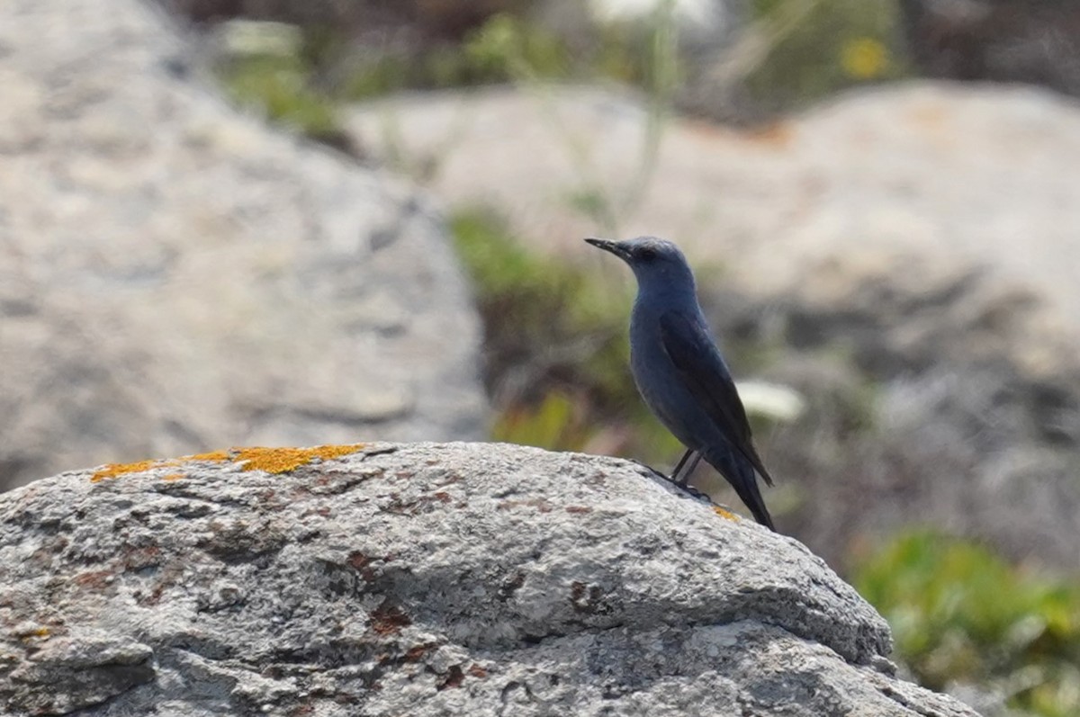 Blue Rock-Thrush - ML620699668