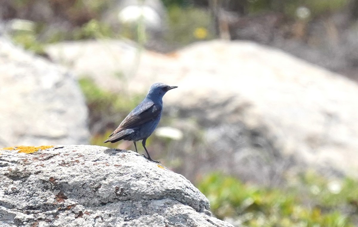 Blue Rock-Thrush - ML620699669