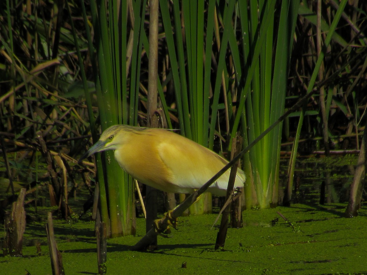 Squacco Heron - ML620699673