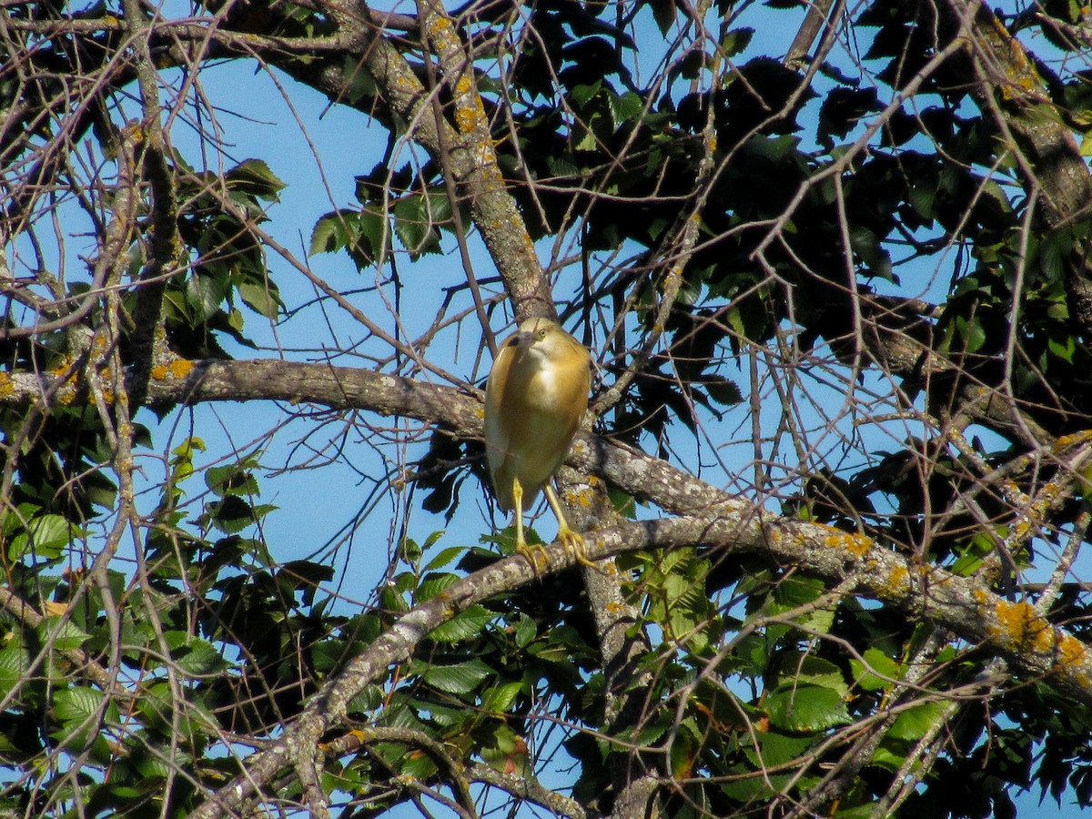 Squacco Heron - ML620699674