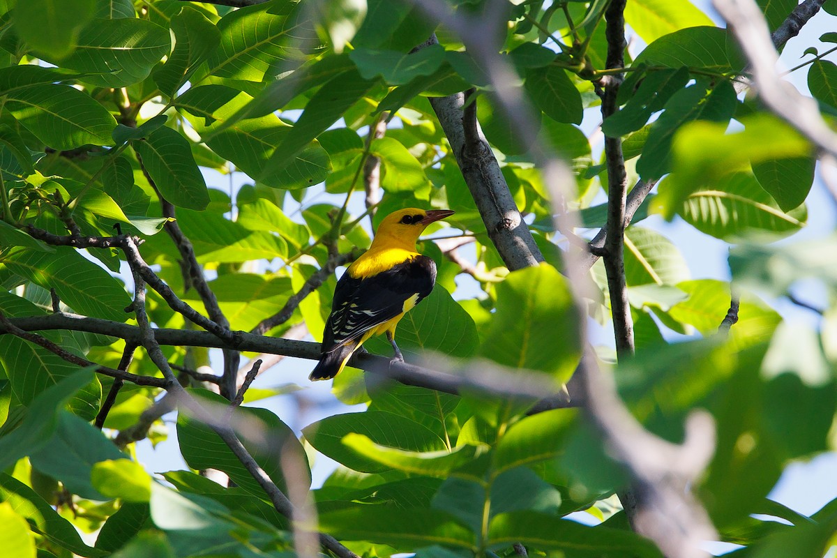 Eurasian Golden Oriole - ML620699676