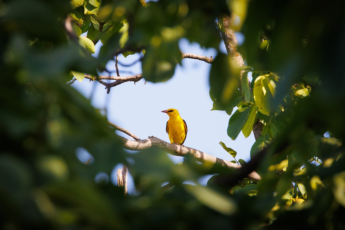 Eurasian Golden Oriole - ML620699677