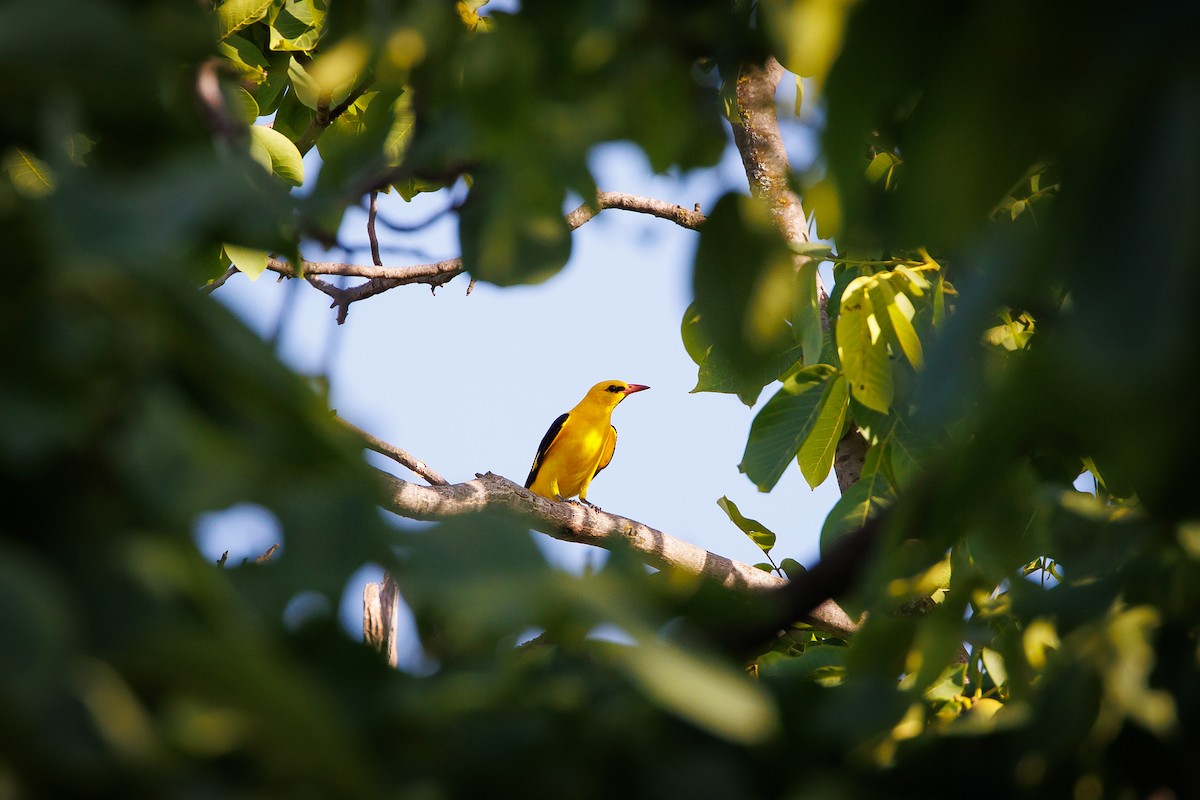 Eurasian Golden Oriole - ML620699678