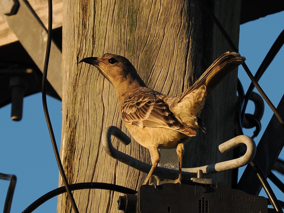 Great Bowerbird - ML620699679