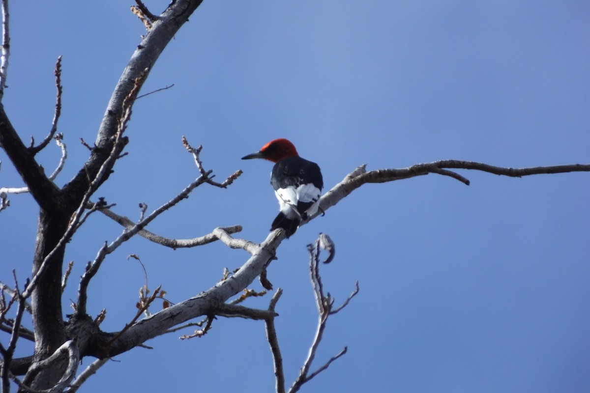 Red-headed Woodpecker - ML620699680