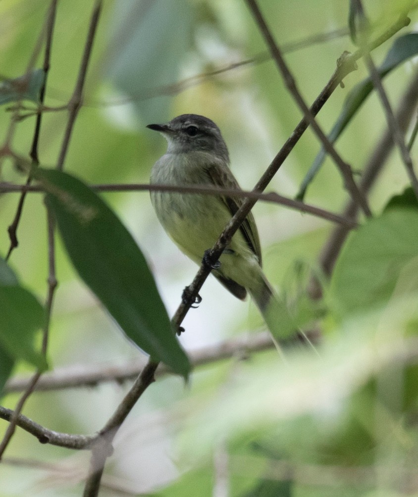 Greenish Elaenia - ML620699681