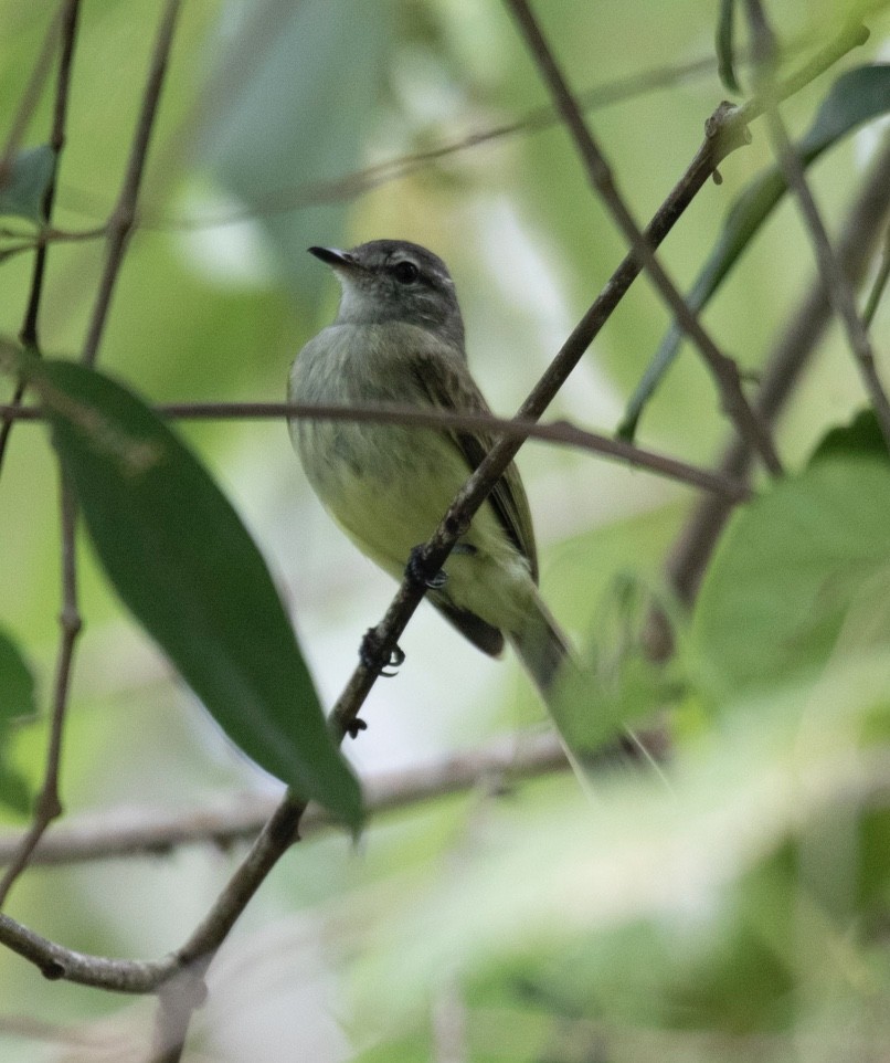 Greenish Elaenia - ML620699682