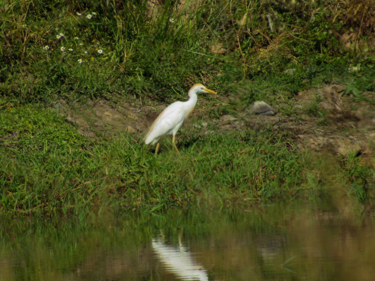 Чапля єгипетська (підвид ibis) - ML620699683