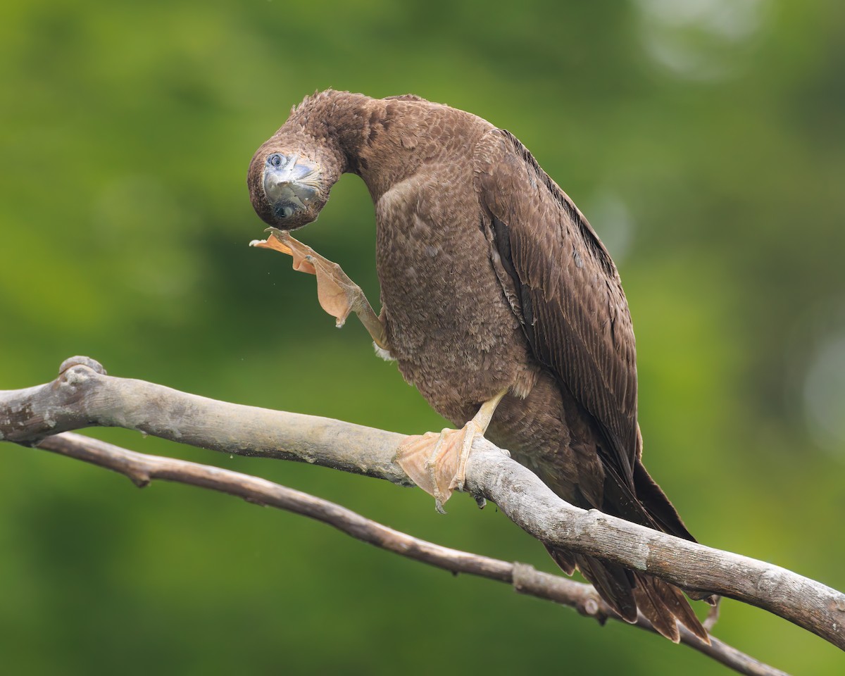 Brown Booby - ML620699684