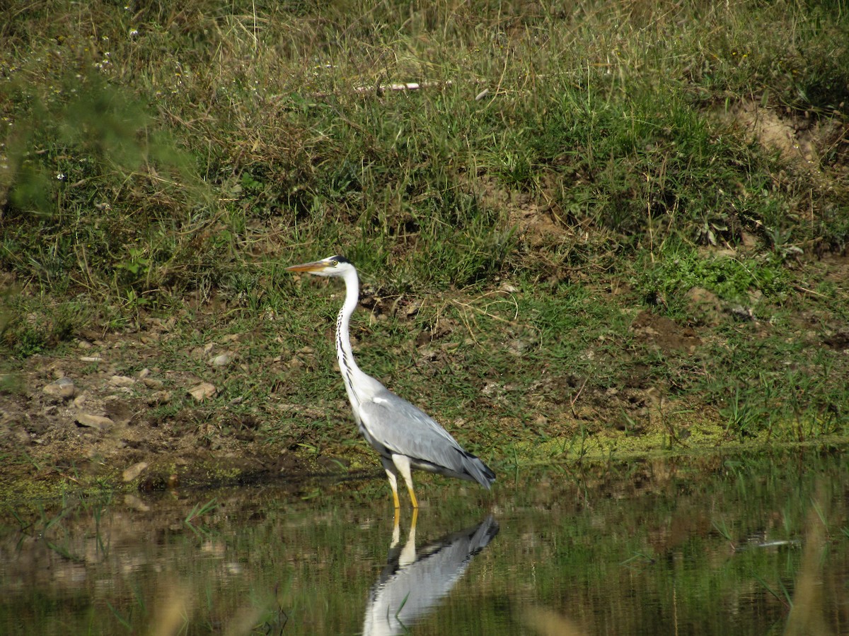 Gray Heron - ML620699685