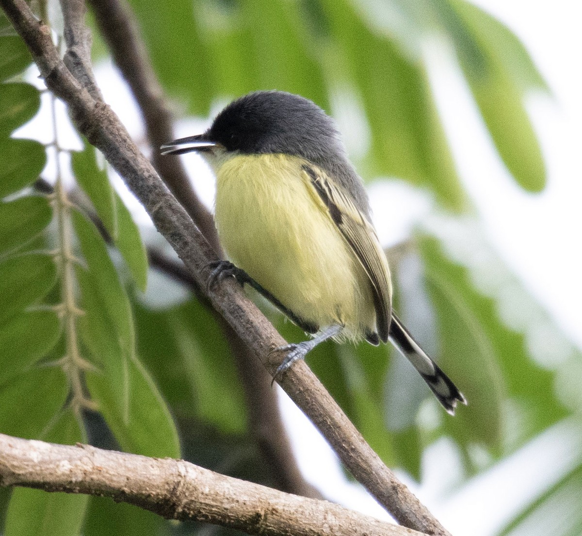 Black-headed Tody-Flycatcher - ML620699691