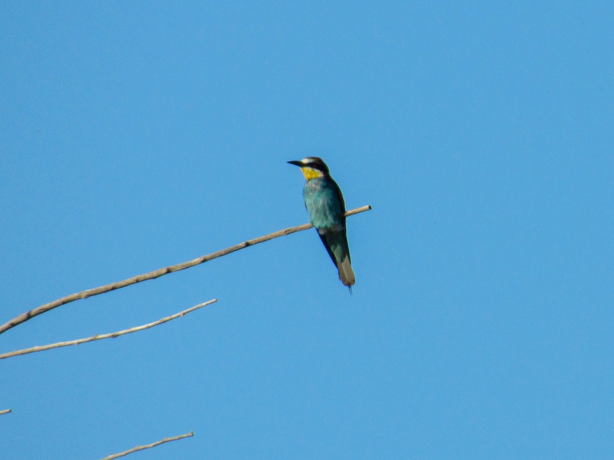 European Bee-eater - ML620699692