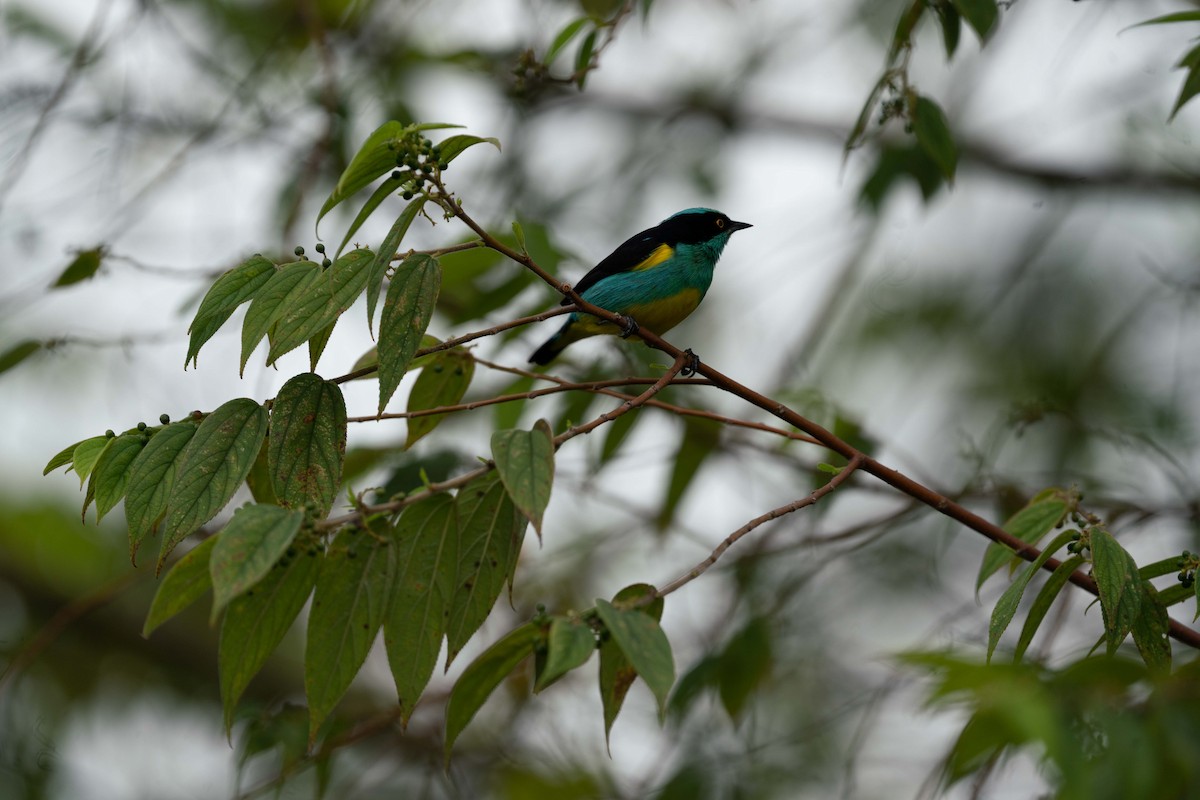 カオグロヒワミツドリ（egregia／aequatorialis） - ML620699697